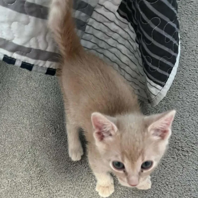 A baby small-sized male Cream / Ivory Domestic Short Hair cat named Rajah for adoption in Nampa, ID