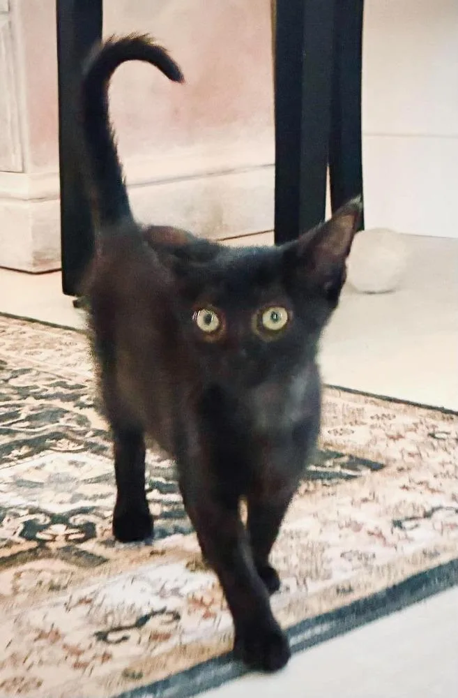 A baby medium-sized female Black Domestic Short Hair cat named Scout for adoption in Emerald Isle, NC