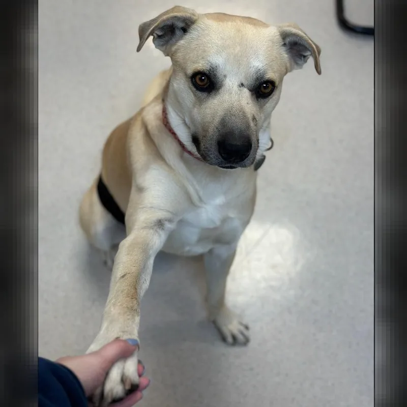 Big Dawg thumbnail 3