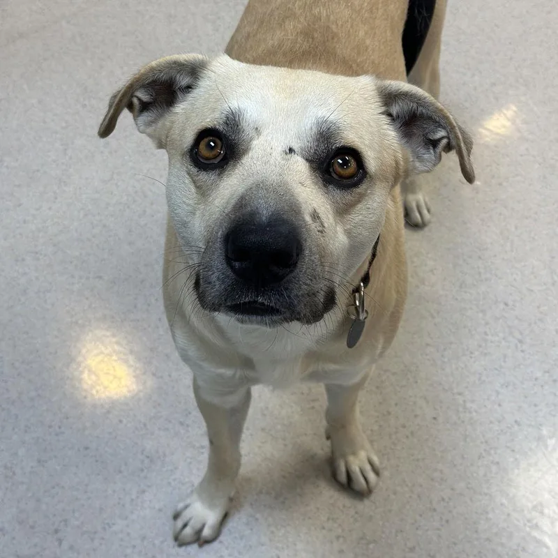 Big Dawg thumbnail 6