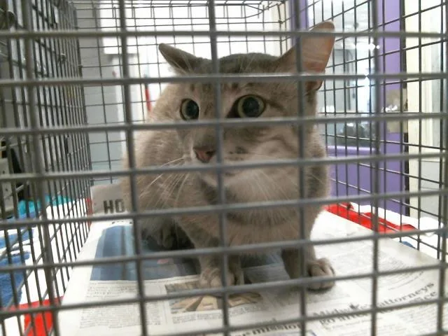 A young medium-sized female Domestic Short Hair cat named A for adoption in Houston, TX