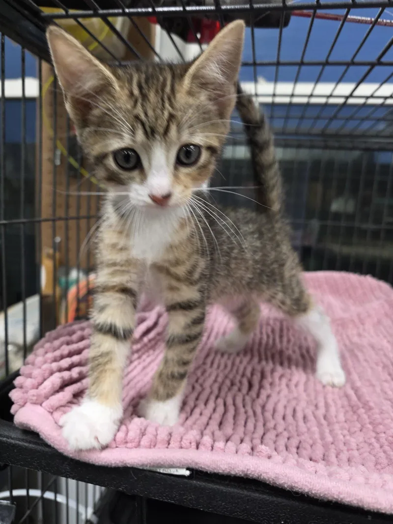 A baby medium-sized female Domestic Short Hair cat named Crew Cut for adoption in Trenton, NJ