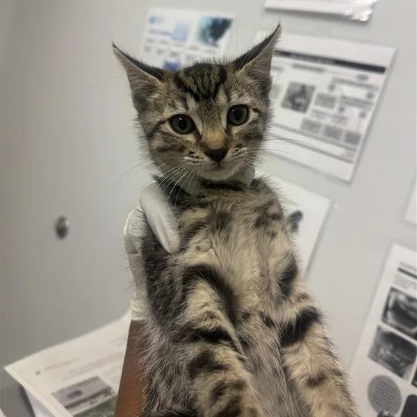 A baby small-sized male Brown / Chocolate Domestic Short Hair cat named Saint for adoption in Jacksonville, FL