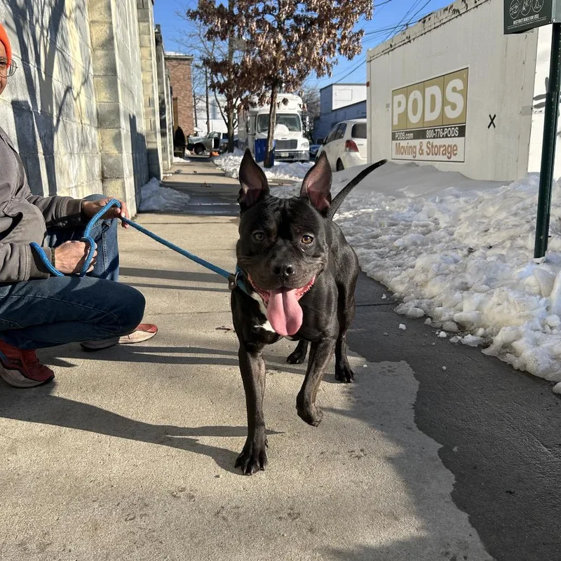 A young medium-sized male Black Pit Bull Terrier dog named Marvin for adoption in Weimar, CA