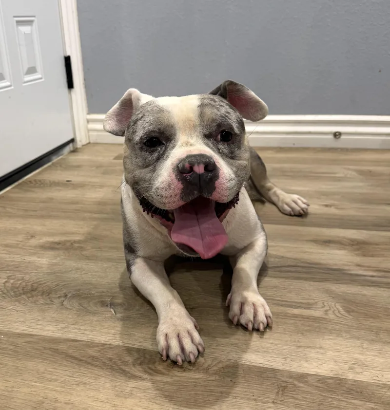 A young medium-sized male French Bulldog dog named Champ for adoption in Woodland Hills, CA