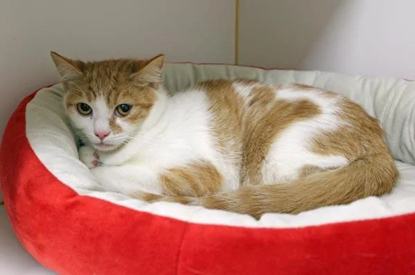 A young small-sized female Orange & White Domestic Short Hair cat named Puff for adoption in Mansfield, MA