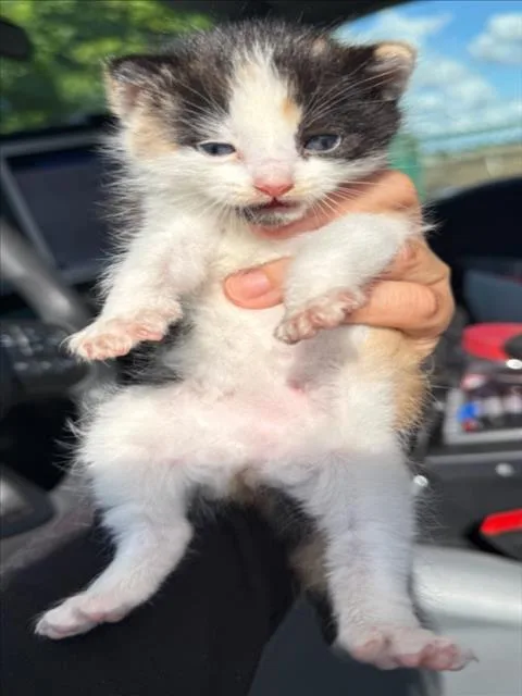 A baby small-sized female Domestic Short Hair cat named Noji for adoption in Woodland, CA