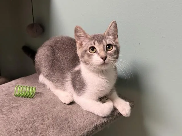 A baby medium-sized female Gray & White Domestic Short Hair cat named Stevie for adoption in Amery, WI