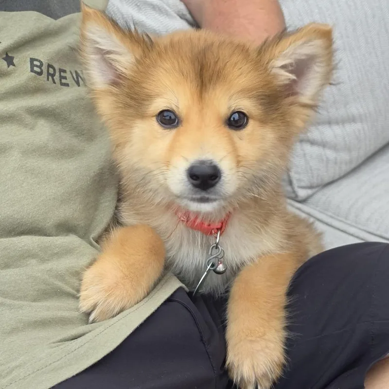 A baby small-sized female Brown / Chocolate Mixed Breed dog named Sega for adoption in Buffalo, MN