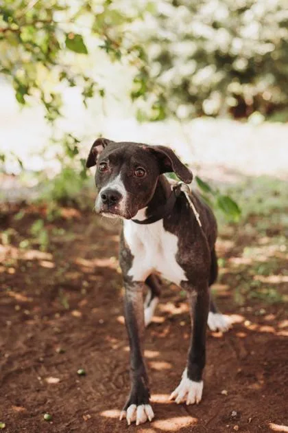 An adult medium-sized male American Staffordshire Terrier dog named a Thor for adoption in North Charleston, SC