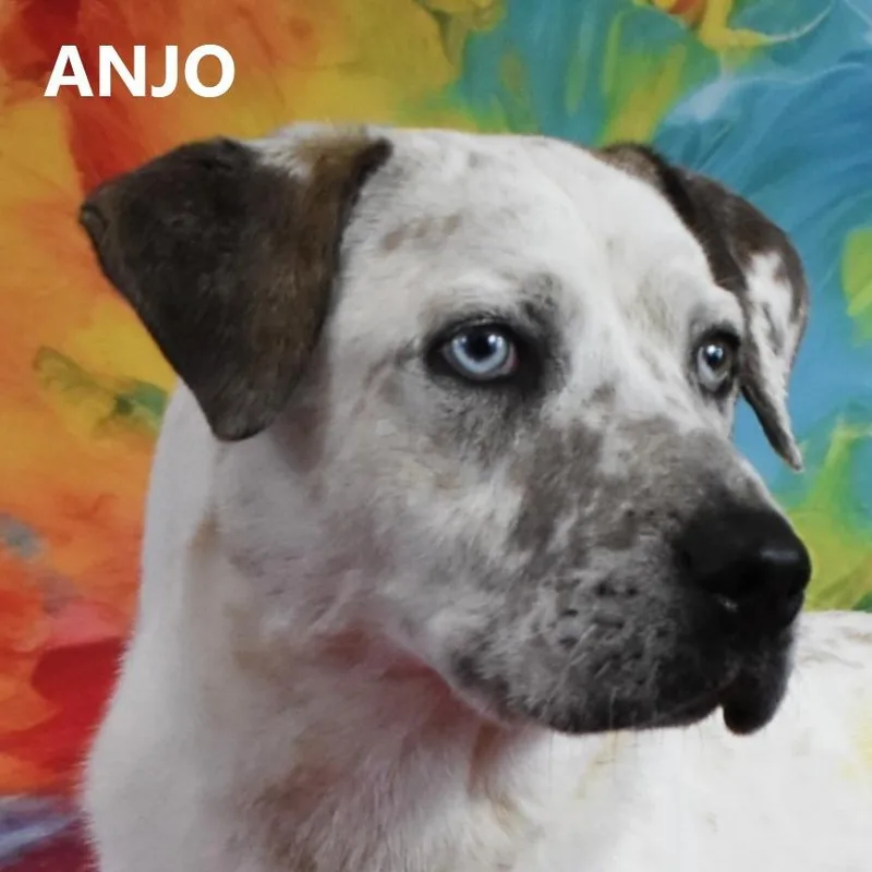 Anjo thumbnail 2