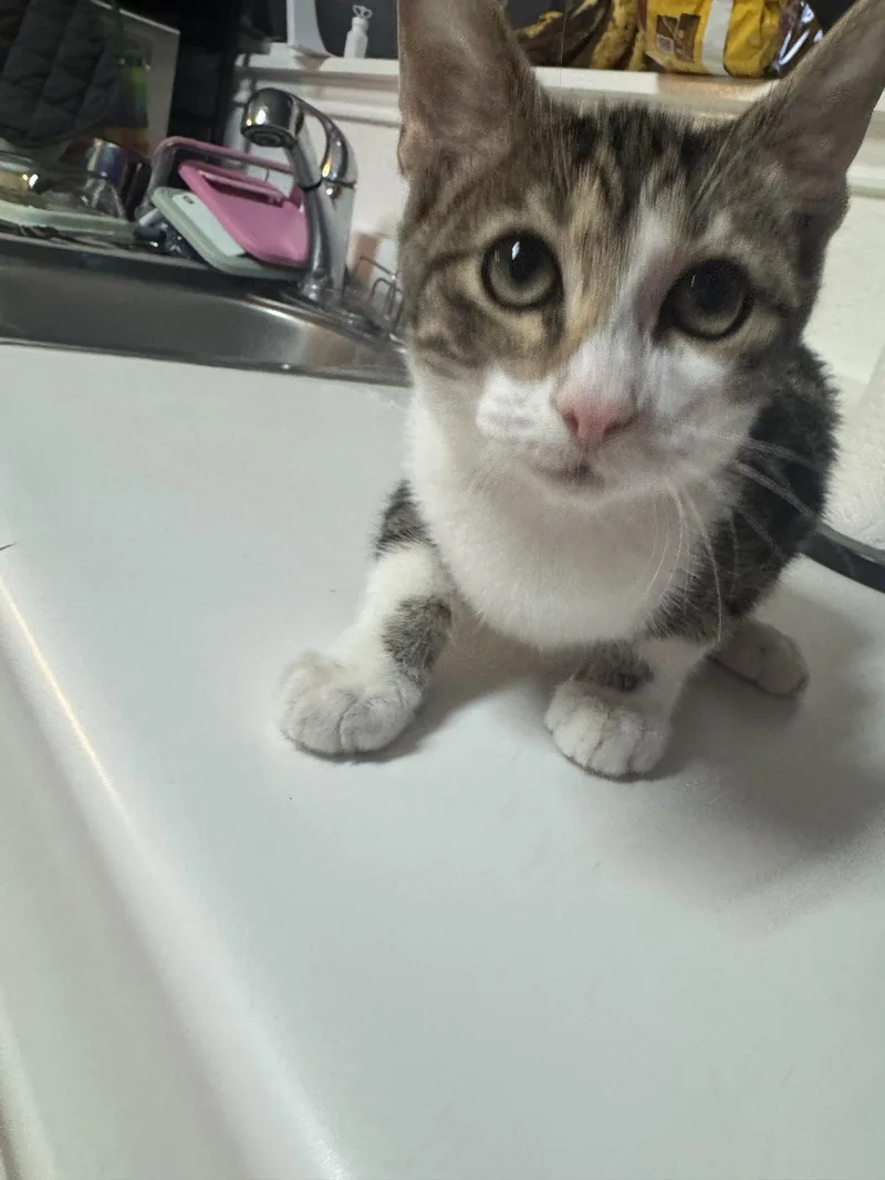 A young medium-sized female Domestic Short Hair cat named Pixie for adoption in Plano, TX