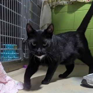 An adult medium-sized male Black Domestic Short Hair cat named Alan for adoption in Bolingbrook, IL