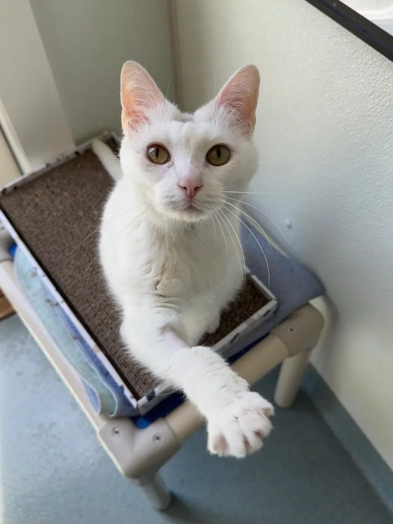 A senior medium-sized female Domestic Short Hair cat named Sophie for adoption in Cumberland, ME