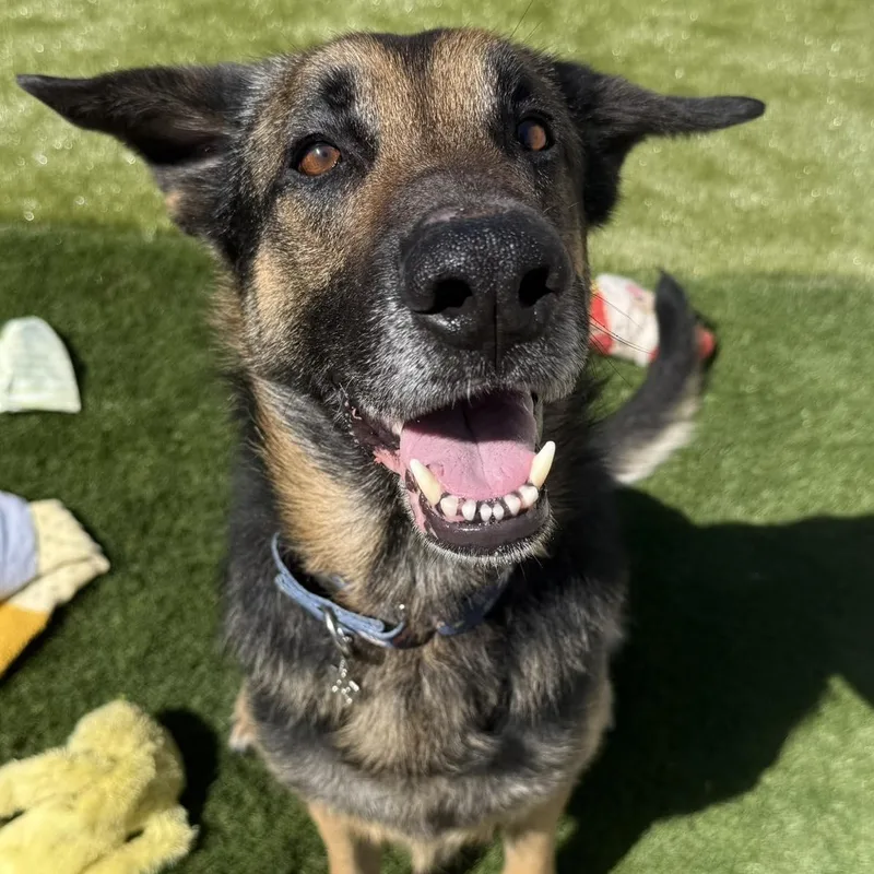 An adult medium-sized male German Shepherd Dog dog named Brinks for adoption in Warren, OH