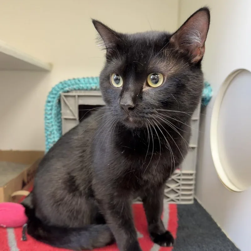 An adult large-sized male Black Domestic Short Hair cat named Coal for adoption in Norfolk, NE