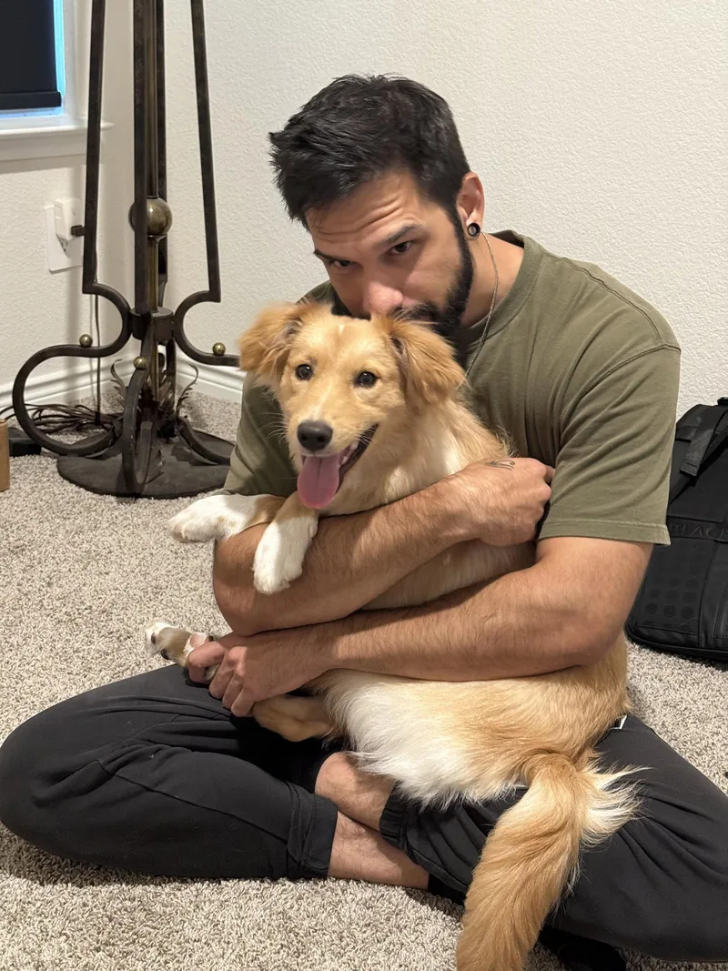 A young medium-sized female Golden Retriever dog named Lilly for adoption in Dallas, TX