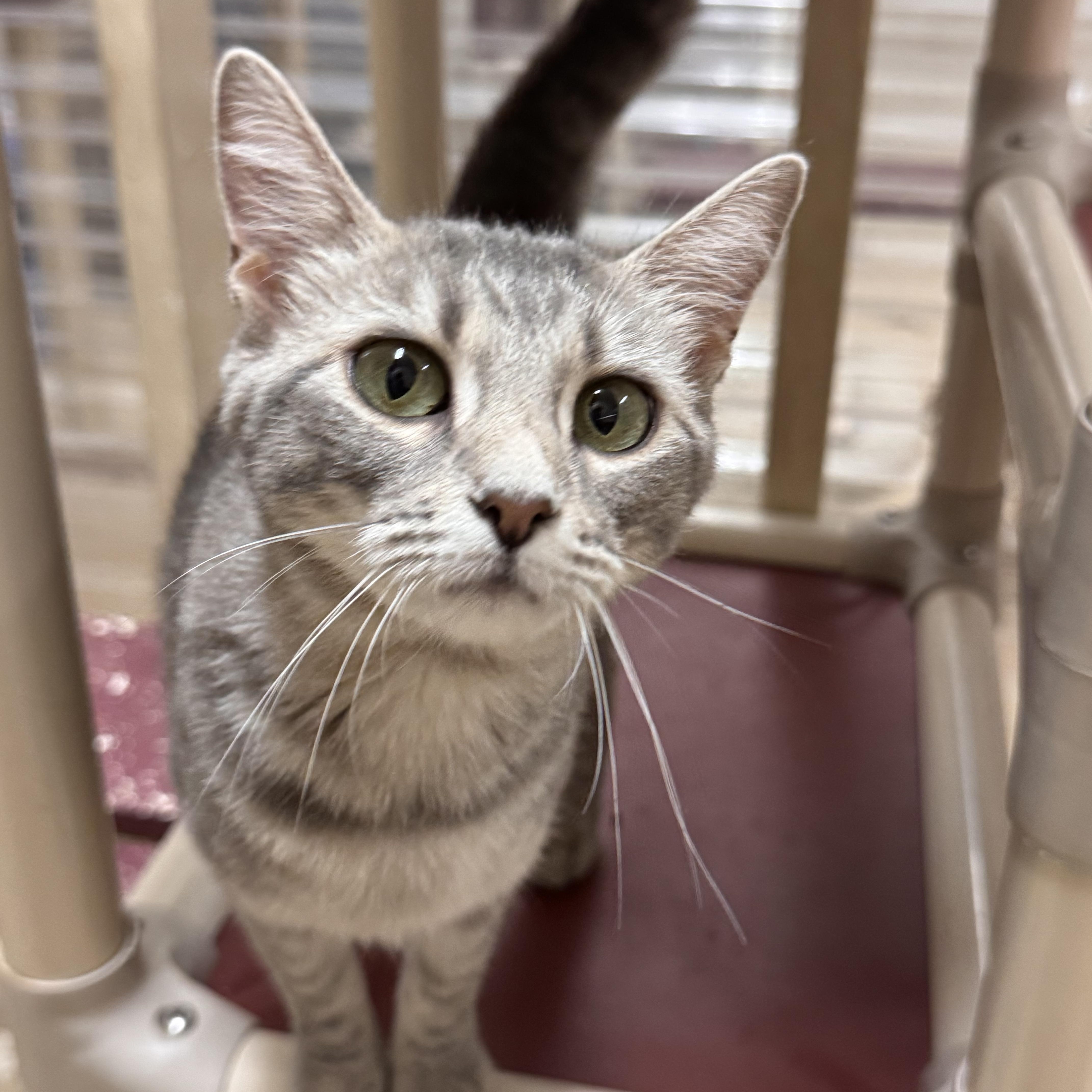 An adult medium-sized female Tabby (Gray / Blue / Silver) Domestic Short Hair cat named Amber for adoption in Logan, OH