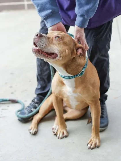 A senior medium-sized female Mixed Breed dog named Caramelo for adoption in Chamblee, GA