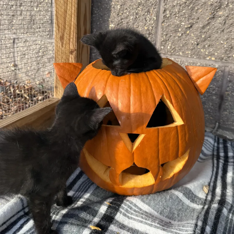 A baby large-sized male Black Domestic Short Hair cat named Aspen for adoption in Oconto, WI