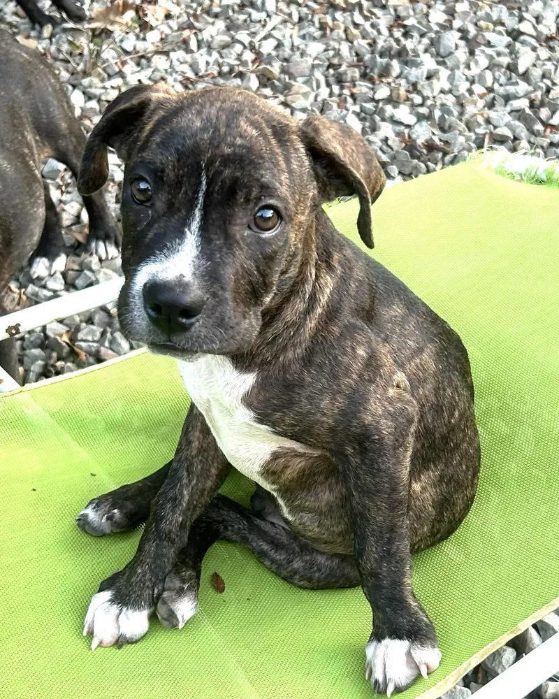 A baby medium-sized male Terrier dog named Cosmo Lonestar for adoption in Rockaway, NJ