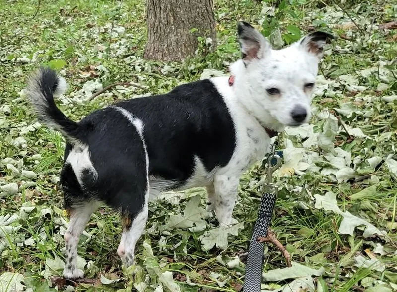 An adult small-sized male Black Chihuahua dog named Shadow for adoption in fort worth, TX