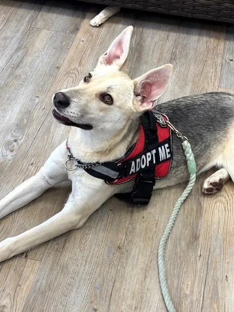 A young large-sized female White / Cream Shepherd dog named Lady for adoption in Benbrook, TX