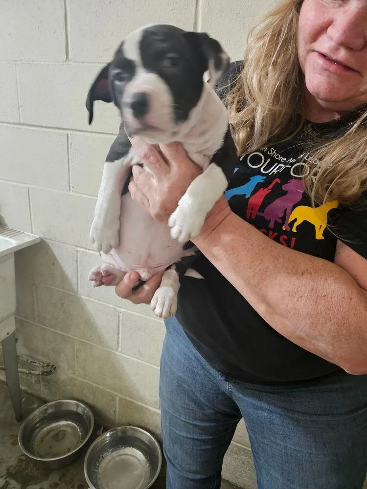 A baby medium-sized male Tricolor (Brown, Black, & White) Pit Bull Terrier dog named Chris ⛰️ for adoption in Irwin, PA