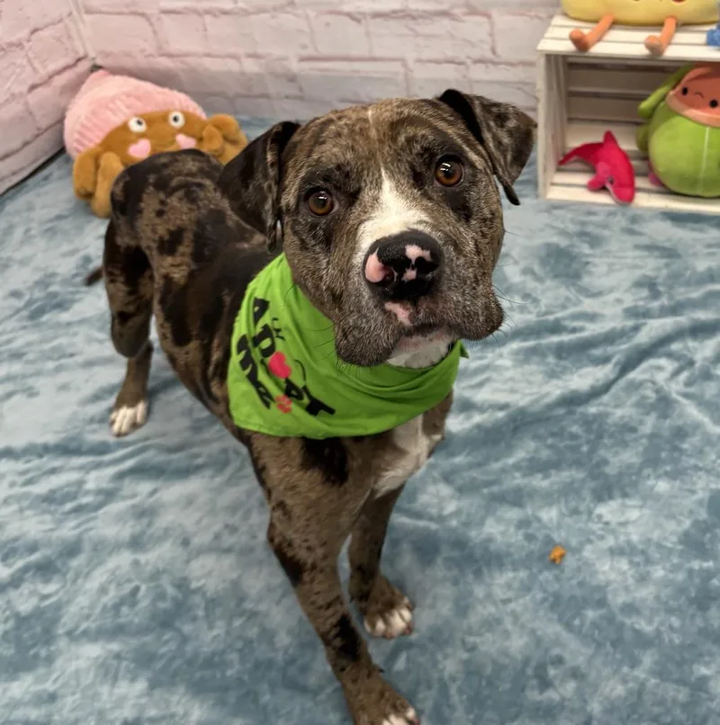 An adult medium-sized male Catahoula Leopard Dog dog named Baldwin for adoption in Detroit, MI