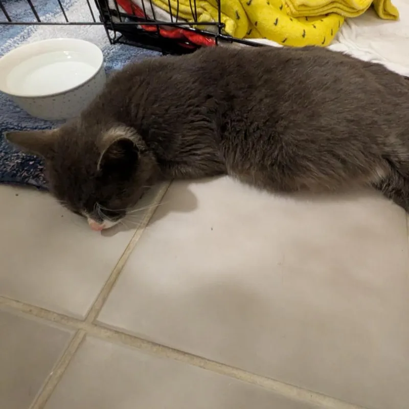 An adult small-sized female Gray / Blue / Silver Domestic Short Hair cat named Percy for adoption in Oceanside, NY