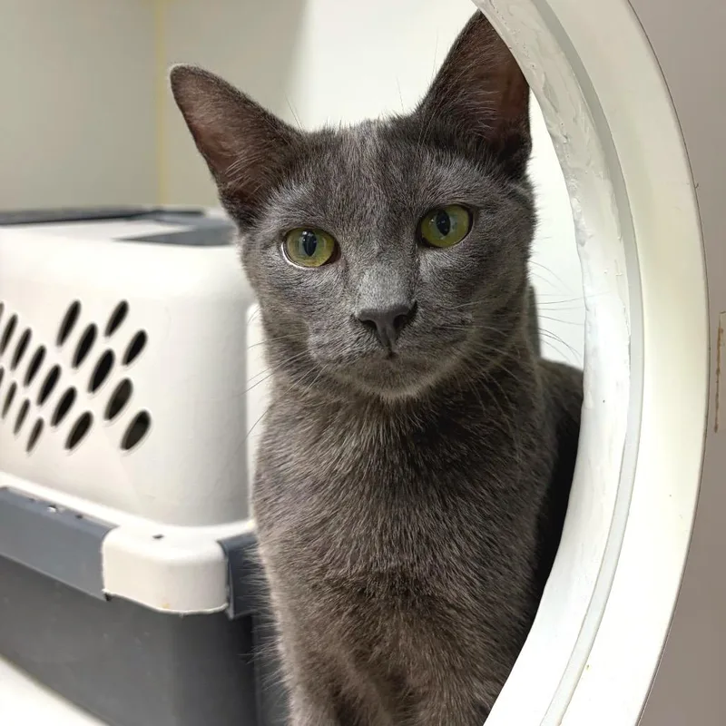 A baby medium-sized male Gray / Blue / Silver Domestic Short Hair cat named Magic for adoption in Woodinville, WA