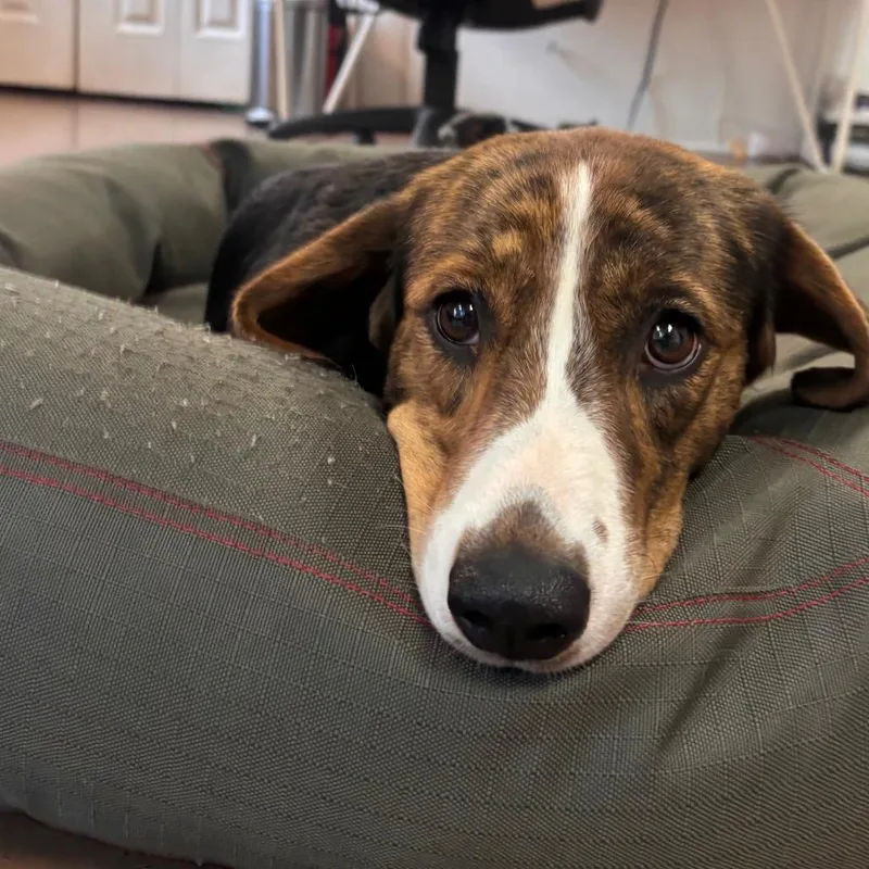 A young medium-sized male Brindle Beagle dog named Woody for adoption in Belleville, IL