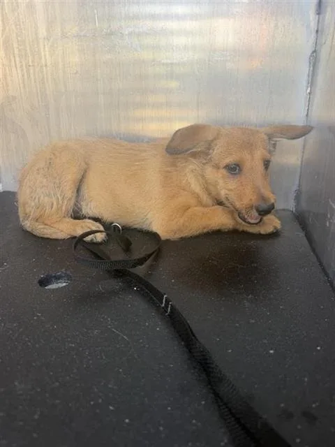 A baby small-sized male Terrier dog named Chevy for adoption in San Antonio, TX