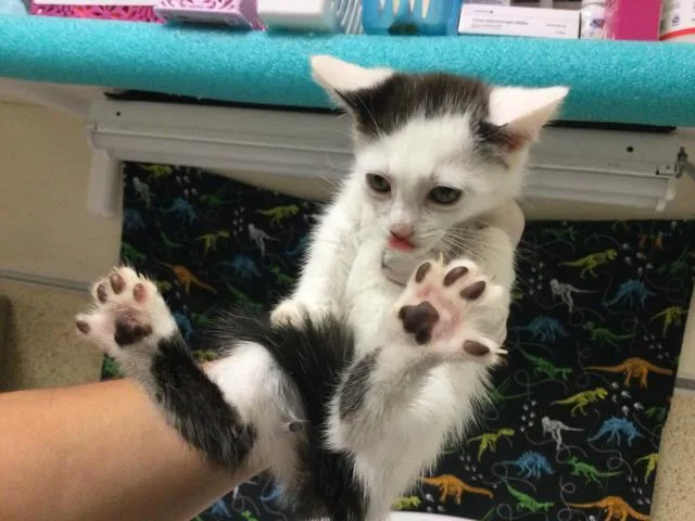 A baby small-sized female Domestic Long Hair cat named Snowflake for adoption in Riverside, CA
