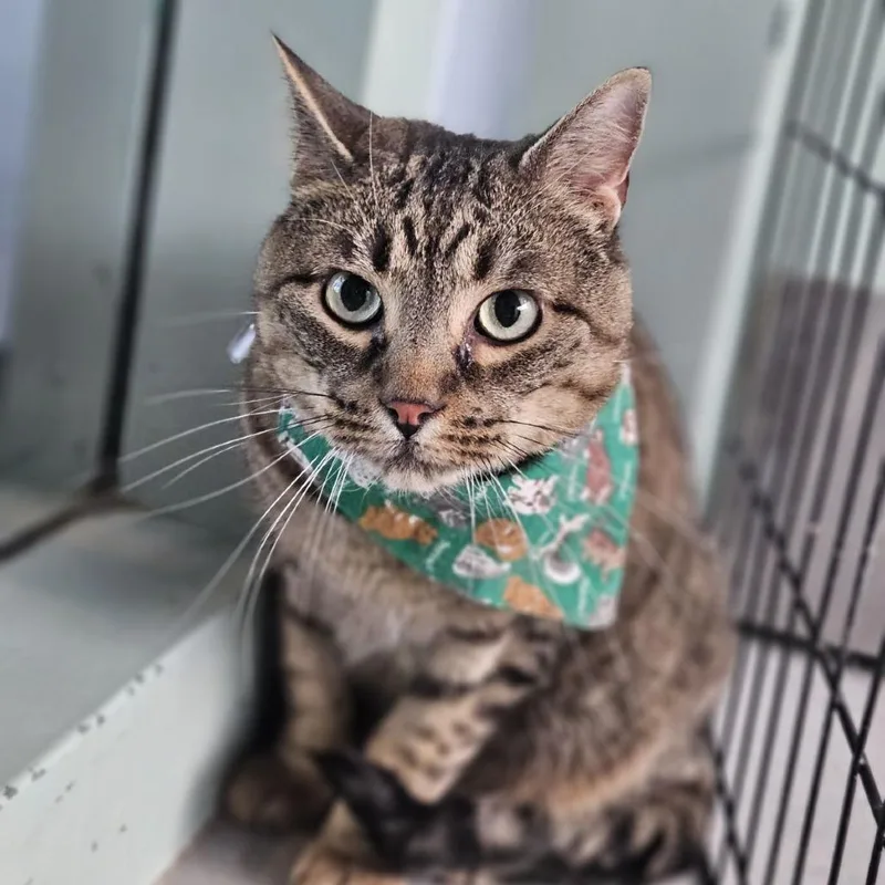 An adult large-sized male Brown / Chocolate Domestic Short Hair cat named Otis for adoption in Lakewood, CO