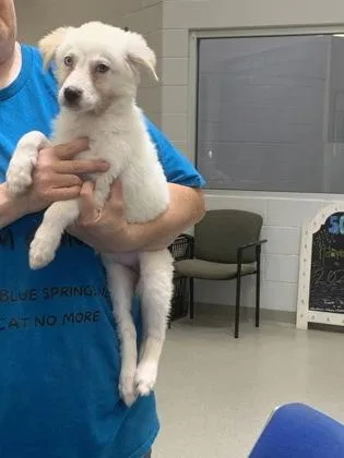 A young medium-sized female Australian Shepherd dog named Bubbles for adoption in Beatrice, NE