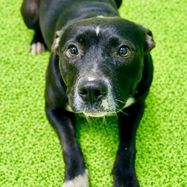 A young medium-sized female Black Pit Bull Terrier dog named Layla for adoption in Battle Creek, MI