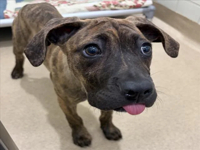 A baby small-sized female Pit Bull Terrier dog named Princess Peach for adoption in Derwood, MD