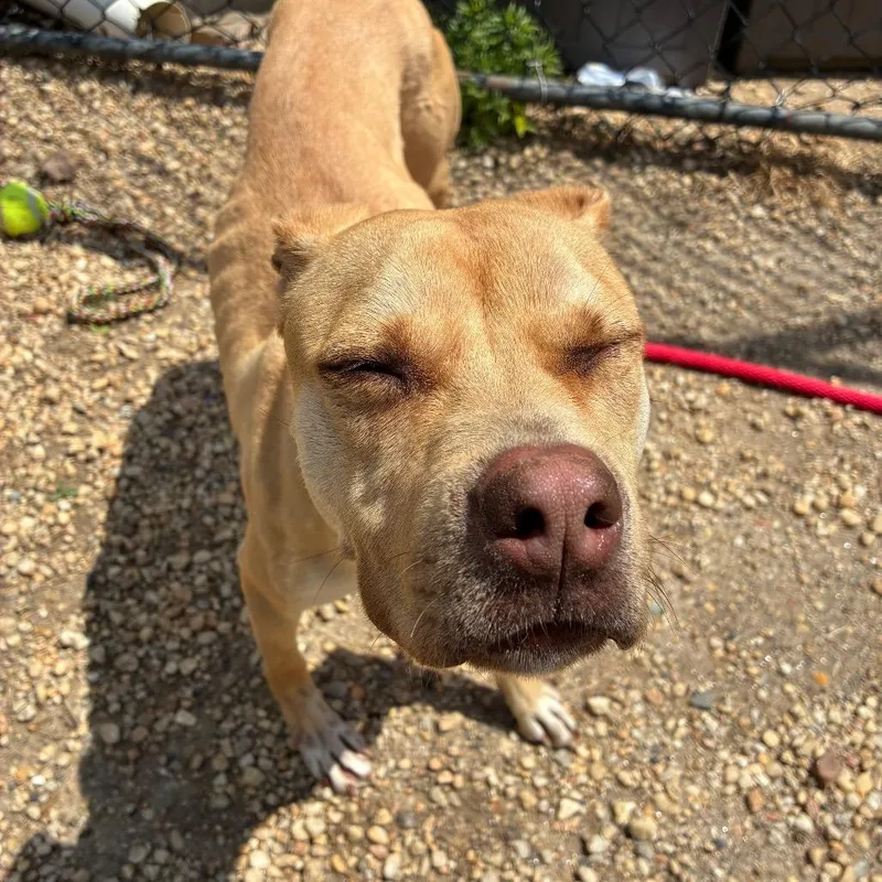 A young medium-sized female Yellow / Tan / Blond / Fawn Mixed Breed dog named Lilac for adoption in Philadelphia, PA