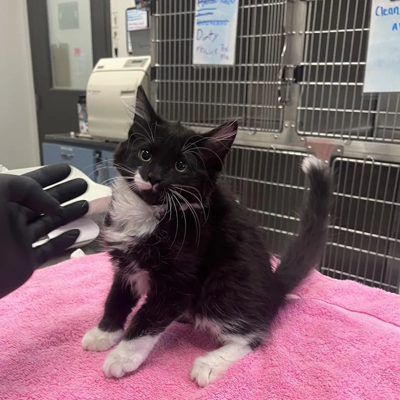 A baby small-sized female Domestic Medium Hair cat named Q for adoption in Hinsdale, IL