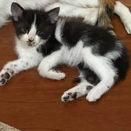 A baby small-sized male Domestic Short Hair cat named Yuku for adoption in Los Angeles, CA