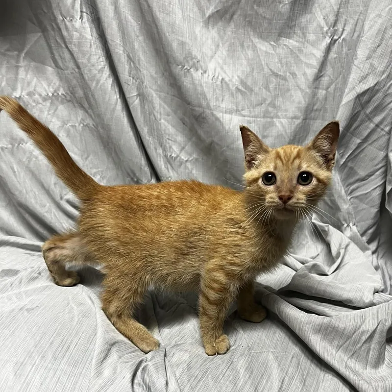 A baby small-sized male Orange / Red Domestic Short Hair cat named Dj Meow Mix for adoption in Raleigh, NC