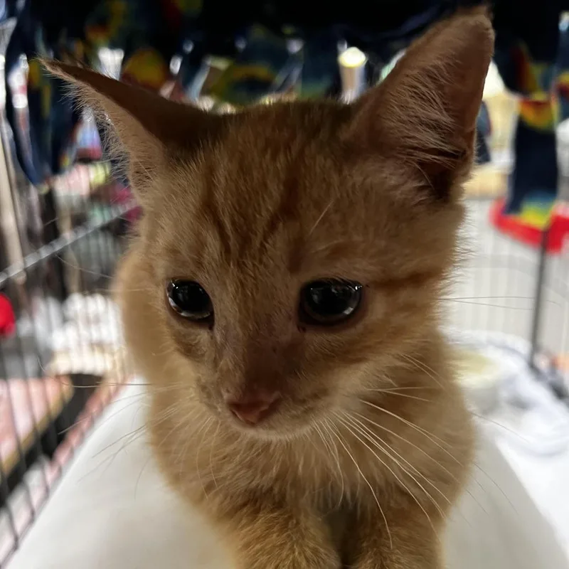 Dj Meow Mix thumbnail 3