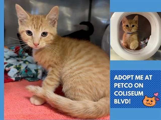 A baby small-sized male Domestic Short Hair cat named Max for adoption in Fort Wayne, IN