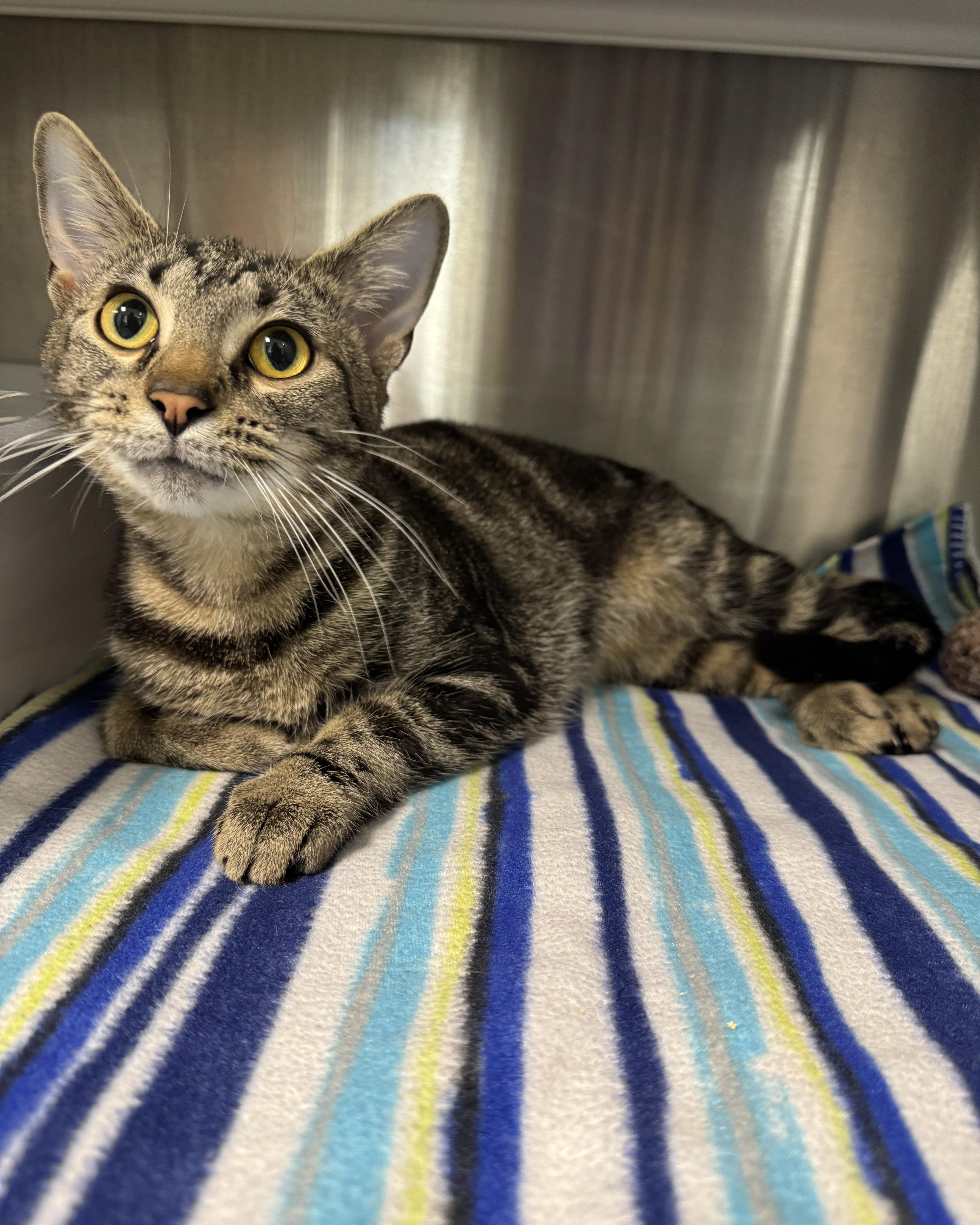 A young medium-sized female Tabby (Brown / Chocolate) Domestic Short Hair cat named Esmerelda for adoption in Seneca, PA