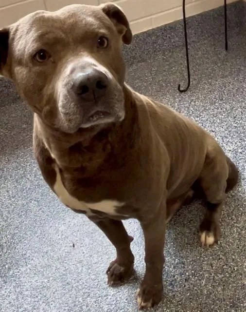 An adult large-sized male Pit Bull Terrier dog named Pedro for adoption in Appling, GA