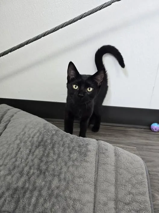 A young medium-sized female Domestic Short Hair cat named Winnie for adoption in Prineville, OR