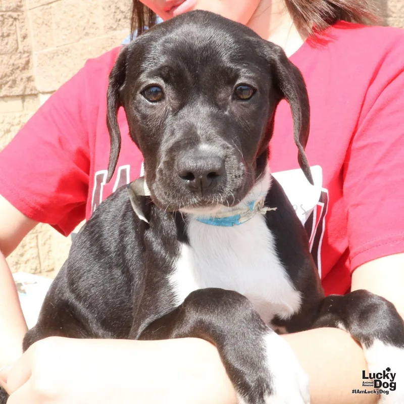 A baby large-sized female Shepherd dog named Ava for adoption in Washington, DC