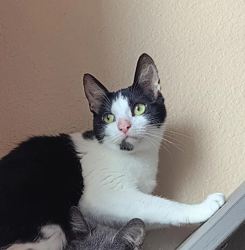 A baby medium-sized female Domestic Short Hair cat named Deecee for adoption in New Braunfels, TX