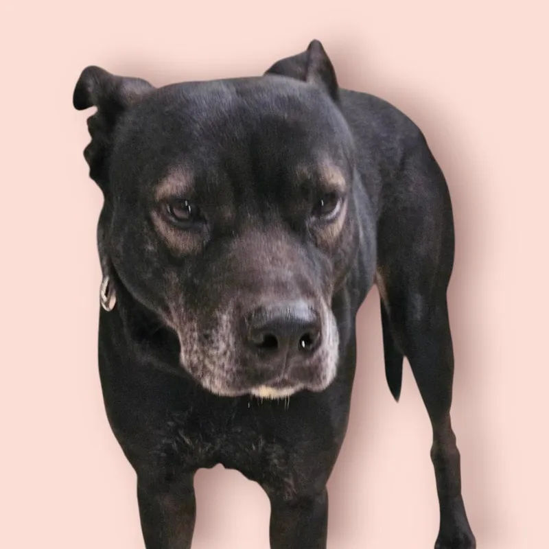 An adult large-sized female Black Mixed Breed dog named Acadia for adoption in Lake Panasoffkee, FL